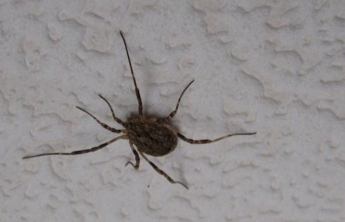 Odiellus spinosus
